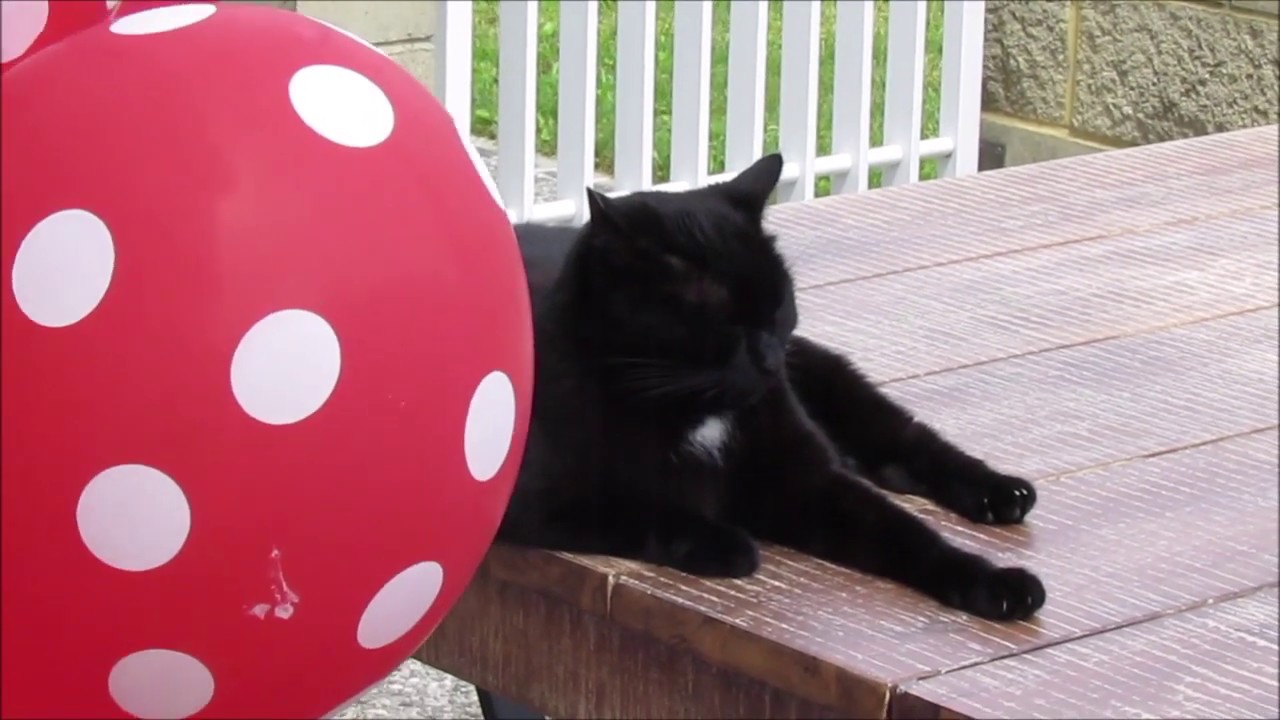 Cats Playing With Helium Balloons Florentina Cats YouTube cats-playing-with-helium-balloons-florentina-cats-youtube