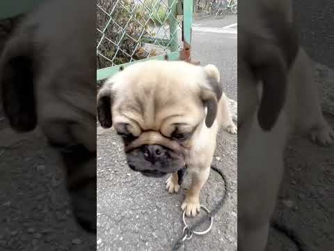 [パグ]階段に挑む🐶ｶﾞﾝﾊﾞﾙ🔥 (challenge the stairs) #shorts