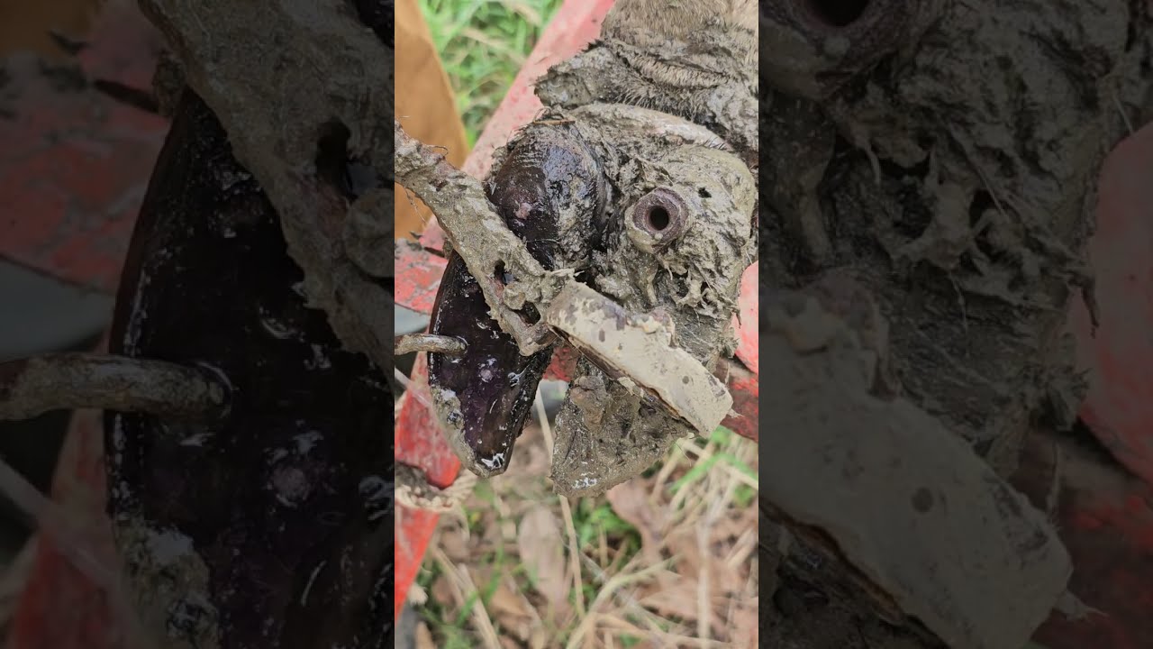 Satisfying Cow Hoof Care – Trimming, Cleaning & Screw Nail Removal!