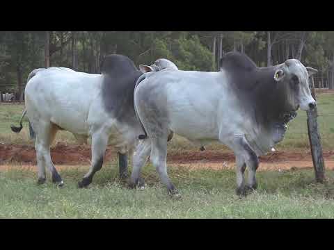 LOTE 74 Super Touros Matinha 2020