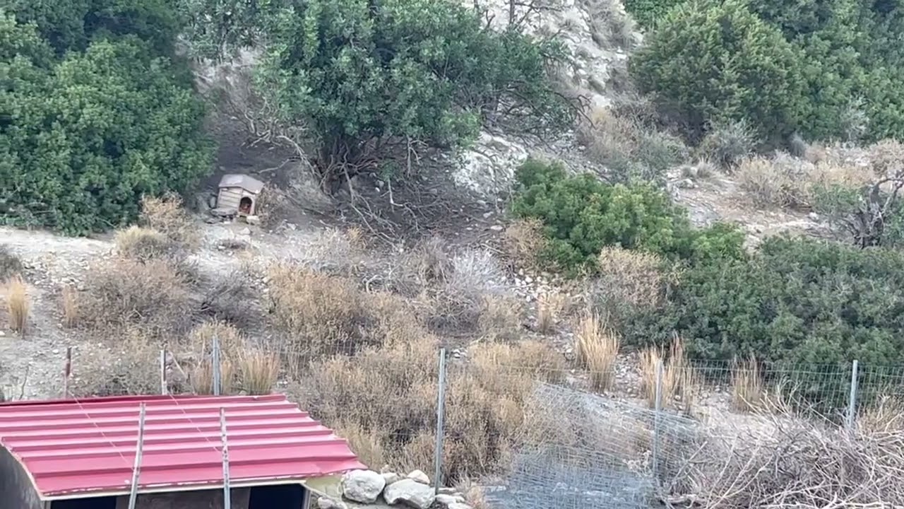 Every day when the sun goes down we are feeding our wild friend. He is