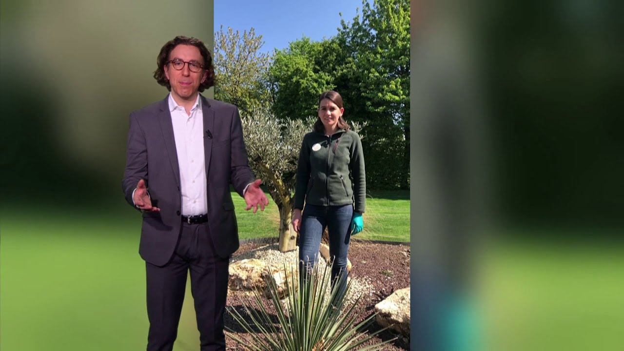 1er disque d'or de l'histoire & conseil jardinage - La météo de Colas du mardi 10 février 2026