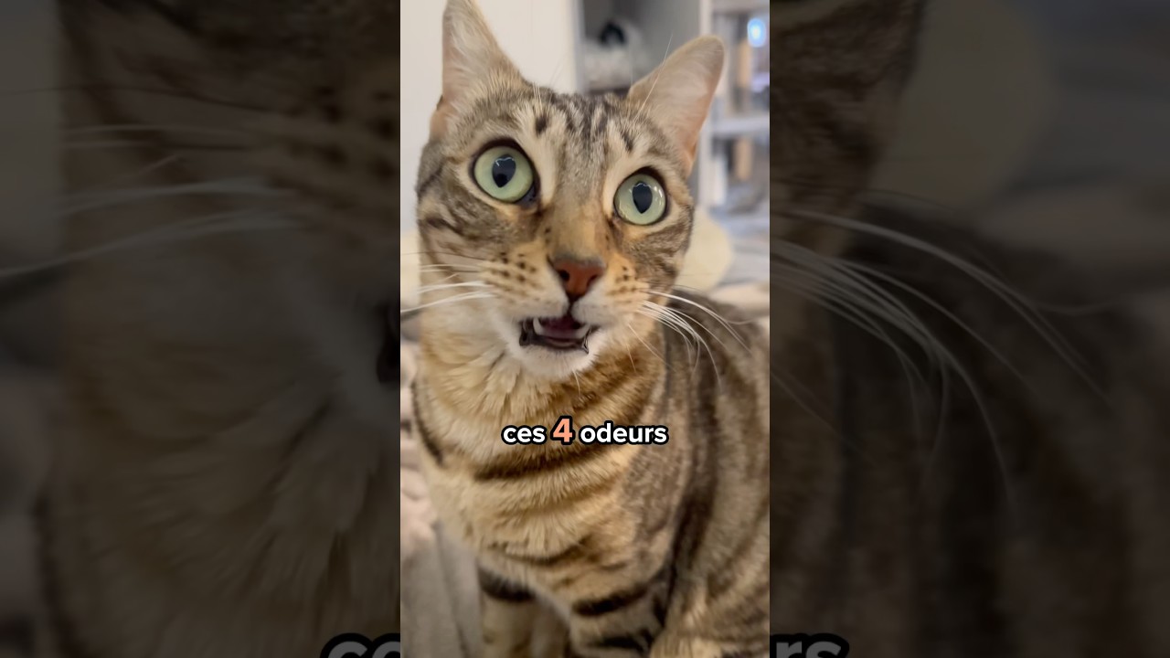🤢4 odeurs bizarres de ton corps que ton chat adore 😻 #shorts #chat