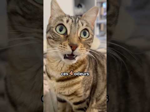 🤢4 odeurs bizarres de ton corps que ton chat adore 😻 #shorts #chat
