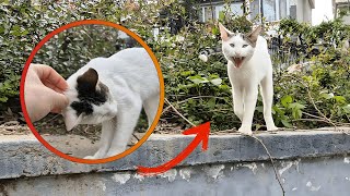 An ordinary park and stray cats on cat island