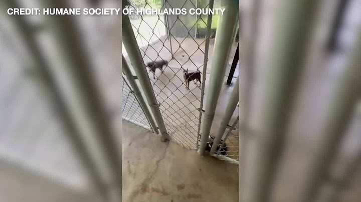 31 Rescued Dogs Need Urgent Help After Hoarding Case