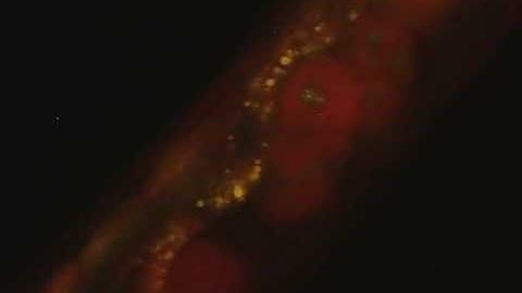 C elegans 30 See Chromosome separation in simultaneous Fluorescence and transmitted light