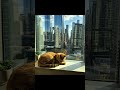 Cozy Cat Nap in a High-Rise Window | Relaxing City View with a Sleeping Kitty #shorts