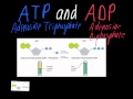 Understanding ATP and ADP: Energy Molecules of Life