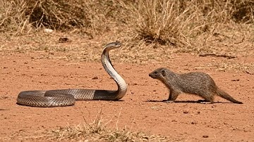 Ultimate King cobra vs. Mongoose Face-Off: The Fiercest Rivalry in Nature! 🐍🐀