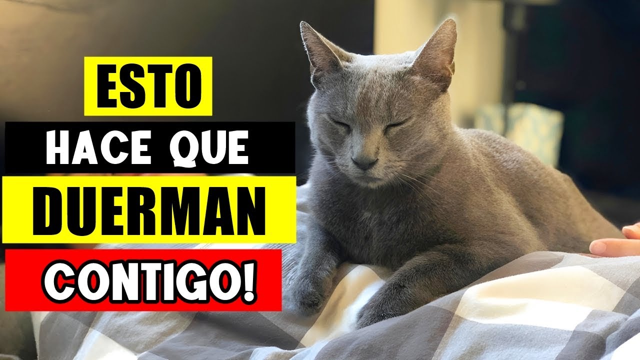 Las VERDADERAS Razones por las que tu Gato DUERME Contigo! 😴🐈