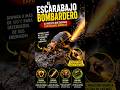 El insecto que dispara EXPLOSIONES hirviendo 💥🪲 #escarabajobombardero #insectos #naturaleza