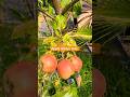Apple Fruit Tree | Small Crop from mini Malus tree #apple #tree #shorts