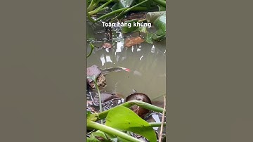 Giật cá mệt #câucárôđồng #thápmườiquêtôi #caucaro #câucárô #fishing