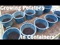 Allotment Diary : How to Grow Potatoes in Containers
