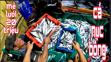 cận cảnh lưới rút đêm chong đèn đánh lưới trúng cá nục_cuôc sống dân biển tv