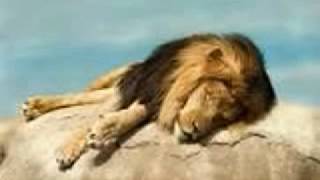 The lion Sleeps tonight (flauta)