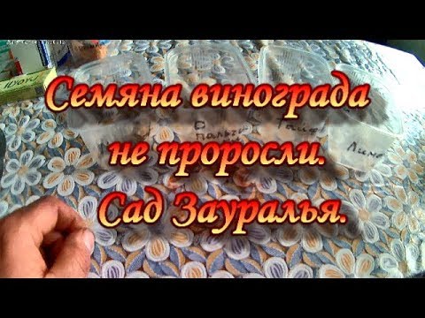 Семена Курган Интернет Магазин