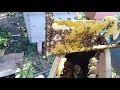 Мед и Пчелы на халяву,Ето реально  Пчеловодство для начинающих,пасека