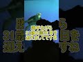 超キャラの濃いゲストが現れる！ 【タートルトーク】東京ディズニーシー#Shorts