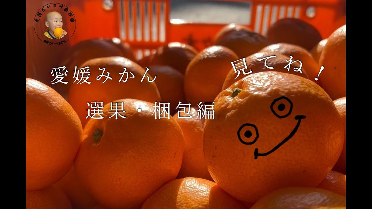 愛媛だいすけ果樹園 愛媛県産 はるか