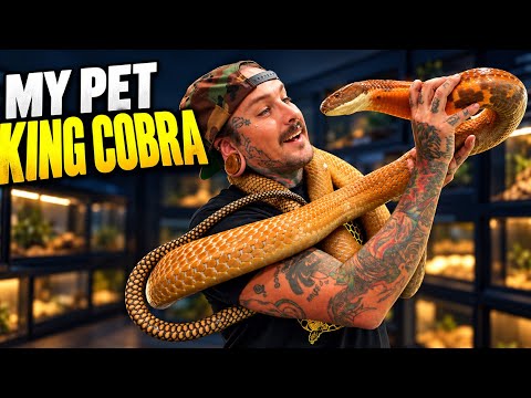 CLOSE CALLS with VENOMOUS SNAKES 🐍😱