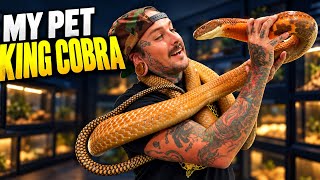 CLOSE CALLS with VENOMOUS SNAKES 🐍😱