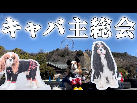 キャバリア300頭以上が大集合‼︎可愛くて楽しくて癒されて最高すぎた…︎【キャバ主総会】
