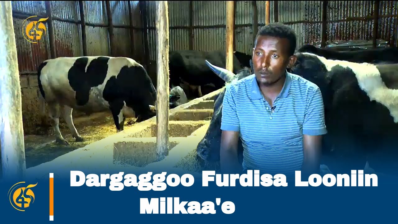 Dargaggoo Furdisa Looniin Milkaa'e