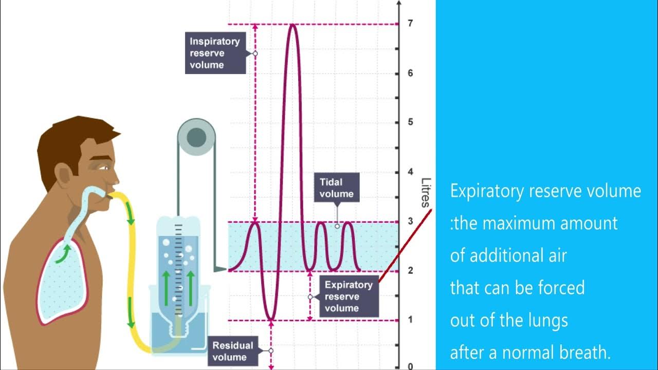 Gcse Pe Paper 1 Understanding Spirometer Traces YouTube