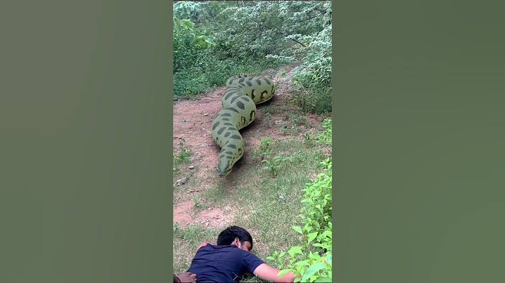 Anaconda Snake Attack P2 #shorts #snake #python #snakes #nagin #anaconda #bigsnake #anacondasnake