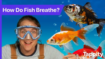 How Do Fish Breathe? | Fish for Kids | Ask Tappity: Science Questions & Answers