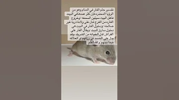 تفسير حلم الفارة في المنام 