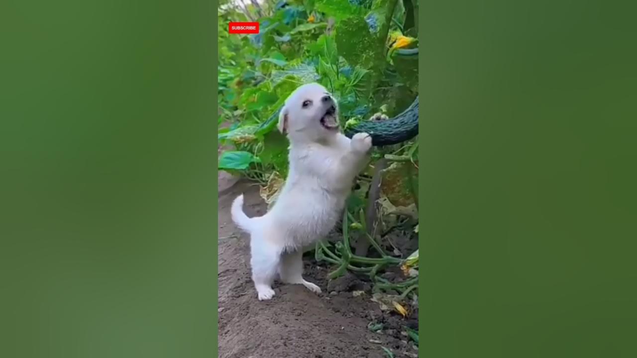 Dog Eating Tree cute dog puppy cat shorts cute short youtubeshorts shortvideo 