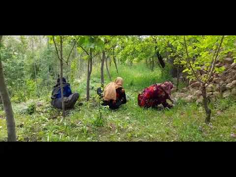 اشاراشرقه دیرو کیدو