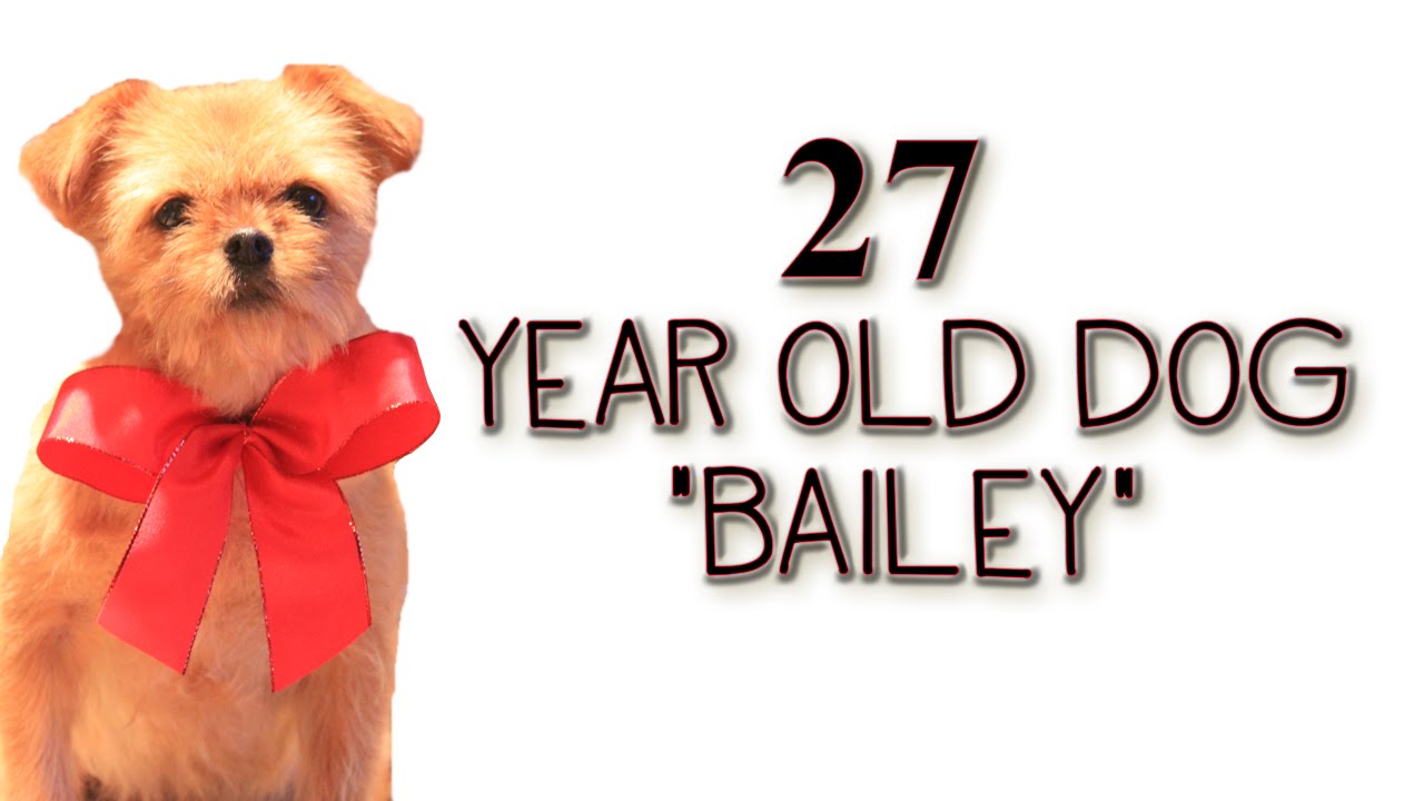 27 Year Old Dog Eats All Organic Diet YouTube