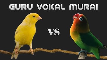 Masteran Kombinasi Kenari vs Lovebird Untuk Isian Murai Batu