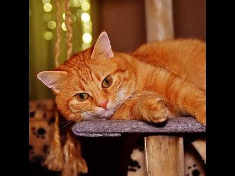 Video: Hur Kan Katter Hitta Hem Om De Går Vilse?