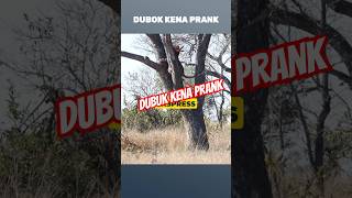 Dubok Kena Prank, Harimau Bintang Kuat Gila