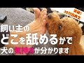 【必見】飼い主の舐める場所で分かる犬の気持ち♪