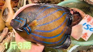 白尾藍纹：環紋蓋刺魚 1斤3😍估不到的人間美味,油香肉滑~fishcutting香港海鮮~社長遊街市Seafood