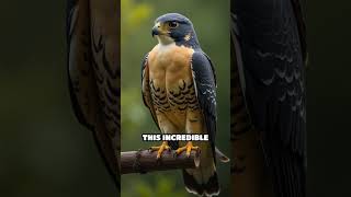 The Fastest Animal On Earth