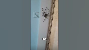 The BIGGEST SPIDER Ever #shorts