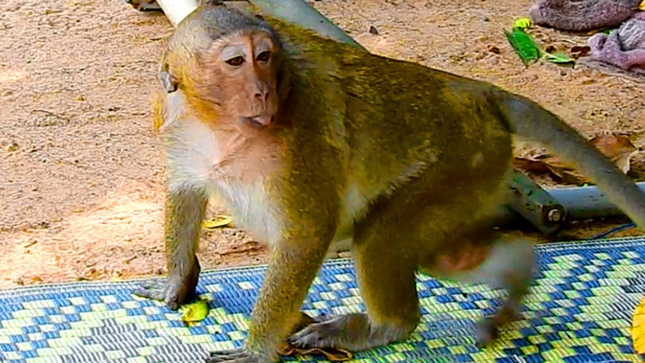 MMG! Why Sweetpea Angry with Little JOEY Like This, SweetPEa Wanna Get Rid Out Of Joey From His Eye