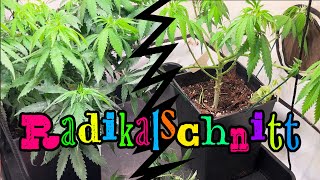 Pflanzenpflege | Cannabis zur Blüte vorbereiten, Lollipopping
