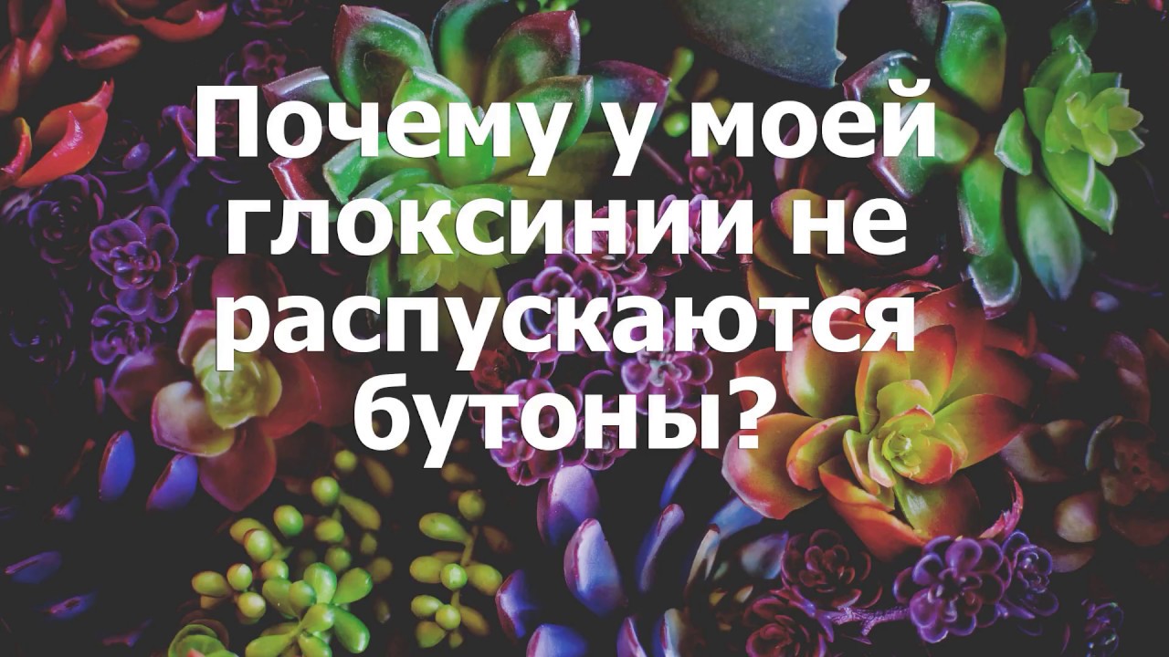 Почему у моей глоксинии не распускаются бутоны?