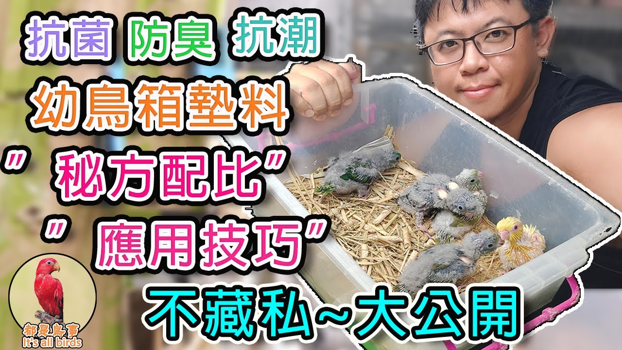 【鸚鵡飼養教學】抗菌防臭抗潮幼鳥箱~墊料配比秘方~不藏私~告訴你，墊料的實際應用手法~也報你知，選錯墊料不僅幼鳥會生病~還有可能終生殘疾