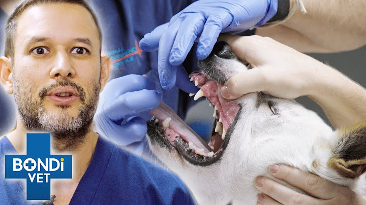 Pulling Out Needle By Its Thread From Dog's Throat | Bondi Vet Clips | Bondi Vet