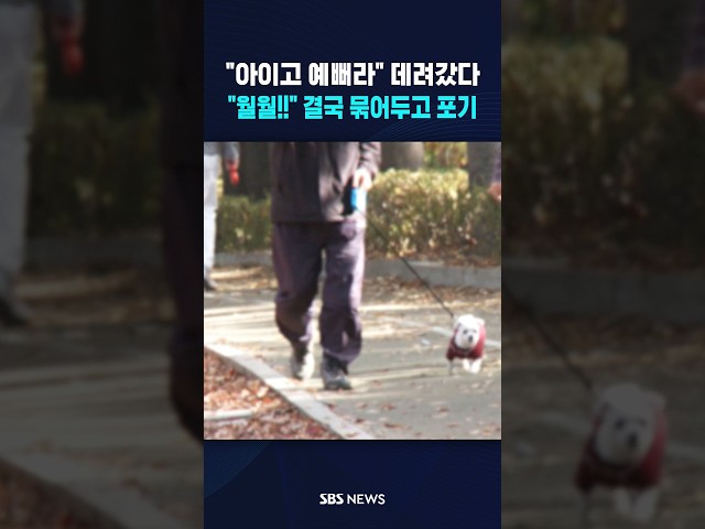 누가봐도 주인 있는데 "예뻐 보여서" #shorts