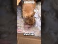 Hewan dengan bulu yang berguna